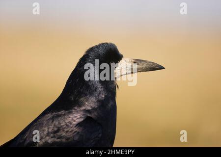 Rook (Corvus frugilegus) ritratto per adulti Foto Stock