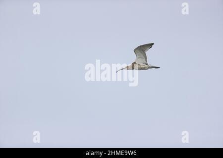 Eurasian Curlew (Numenius arquata) volo adulto, Suffolk, Inghilterra, settembre Foto Stock