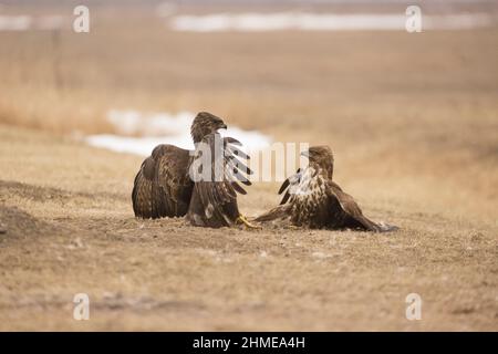 Comune Buzzard (Buteo buteo) 2 adulti in lotta, Hortobagy, Ungheria, gennaio Foto Stock