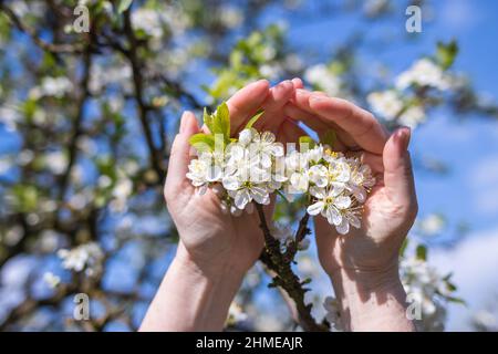 Fiorisce in mano contadina femminile. Albero di susina in fiore in primavera. Giardinaggio in frutteto Foto Stock