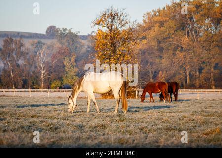 Mandria di cavalli pascolo erba su pascolo. Fattoria animale. Bestiame di cavallo di purosangue. Mattina fredda al ranch in autunno Foto Stock