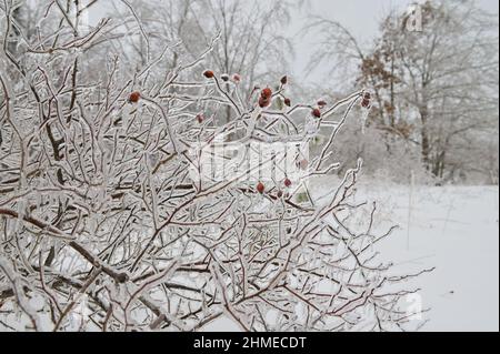 Cespuglio di rosato con bacche rosse ricoperte di gelo e ghiaccio su sfondo invernale Foto Stock