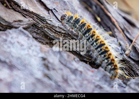 Primo piano video del processionario del Pino (Thaumetopoea pityocampa) Foto Stock