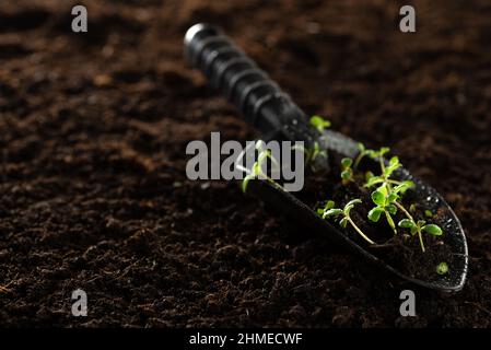 Giovani pianta sono pronti per piantare. Piccole piante verdi su una pala da giardino con spazio per il testo. Piantando semi e germogli in terreno aperto. Foto Stock