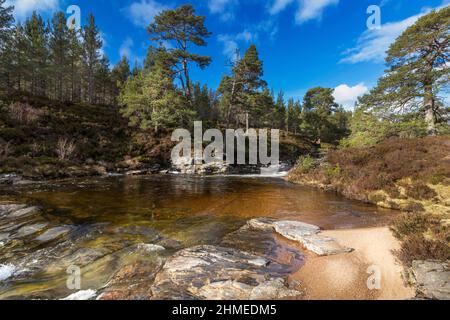 RIVER LUI MAR LODGE ESTATE BRAEMAR SCOZIA SCOTLAND PINI SCOZZESI PINUS SYLVESTRIS E UNA PISCINA TRANQUILLA E COLORATA NEL FIUME Foto Stock