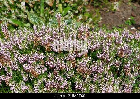 Primo piano di guarire Cornovaglia (erica vagans( fiori in fiore Foto Stock