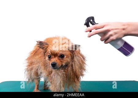 Il maestro del salone di bellezza per gli animali applica un condizionatore spray al cappotto Pomeranian Spitz cane prima di asciugare Foto Stock