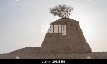 Albero solitario su roccia argillosa in dukhan umm bab Foto Stock