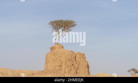Albero solitario su roccia argillosa in dukhan umm bab Foto Stock