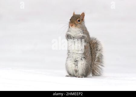 Eastern Grey Squirrel Sciurus carolinensis fuori alla ricerca di cibo in una giornata nevosa in inverno Foto Stock