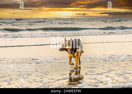 Pastore tedesco in mare durante il tramonto con acqua di mare che scorre sulla spiaggia su uno sfondo di nuvole colorate calde Foto Stock