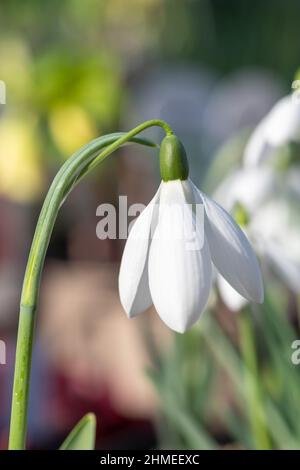 Macro colpo di una goccia di neve più grande (galanthus elwesii) fiore in fiore Foto Stock