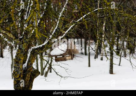 Alimentatore di uccello di legno su un albero. Paesaggio russo invernale. Abbandonato villaggio russo coperto di neve. Il concetto di prendersi cura della natura e degli uccelli. Foto Stock