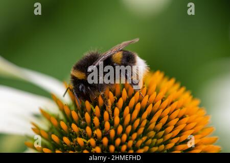 Macro colpo di un bumlebee dalla coda bianca (bombus luorum) impollinando un fiore di echinacea Foto Stock