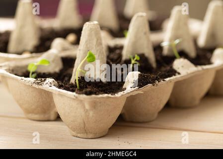 Mappe catastali di piccole dimensioni in crescita in cartone uovo di pollo casella in bianco e nero del suolo. Rompere la carta biodegradabile cup e pianta nel suolo all'esterno. Il concetto di riutilizzo. Foto Stock