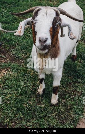 capra bianca con barba, corno, marcature marroni sull'erba legata Foto Stock