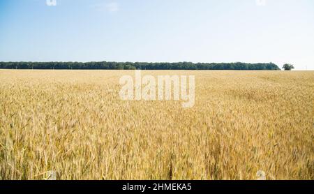 Campo d'oro di grano e di bosco sotto il cielo blu Foto Stock