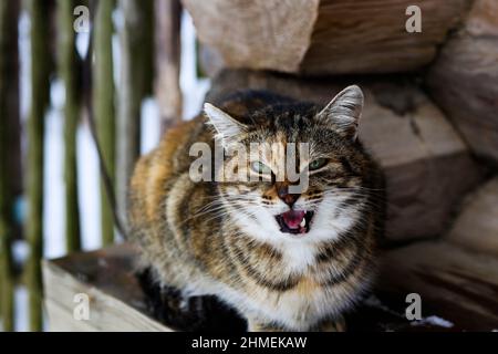 Un gatto senza tetto siede su una panca di legno sullo sfondo di una vecchia casa di tronchi Foto Stock