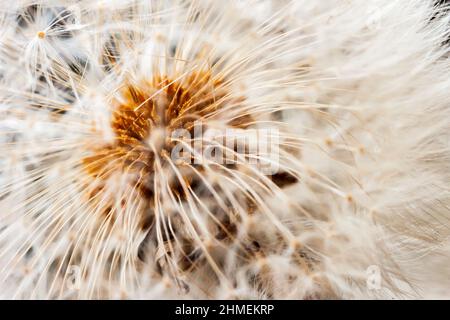 Sfondo fuzzy di dente di leone di seme soffice sul vento. Messa a fuoco soft selettiva Foto Stock