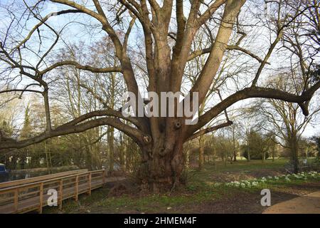 Si ritiene che questo antico albero di calce (Tilia) presso il Great Linford Manor Park di Milton Keynes abbia più di 300 anni. Foto Stock