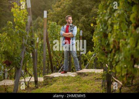 vendemmiatrice professionale sicura per la vendemmia. vendemmiatrice manuale per la vendemmia estiva. Foto Stock