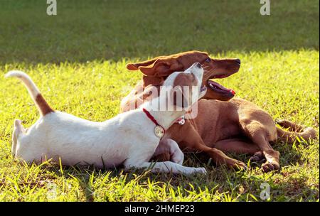 Due cani sdraiati sull'erba verde, il più piccolo è bianco l'altro è marrone, quello bianco sta cercando di giocare con quello marrone Foto Stock