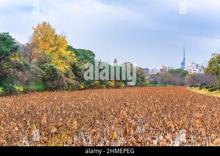 tokyo, giappone - dicembre 06 2021: loto essiccato o steli di sedge nel fossato di Ohori del castello di Fukuoka circondato da alberi di ingiallimento con colori autunnali Foto Stock