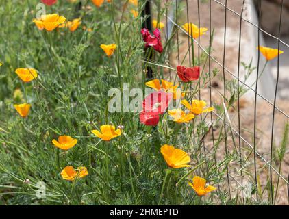 Papaveri colorati di rosso, giallo e arancio fioriti in un giardino estivo primaverile Foto Stock