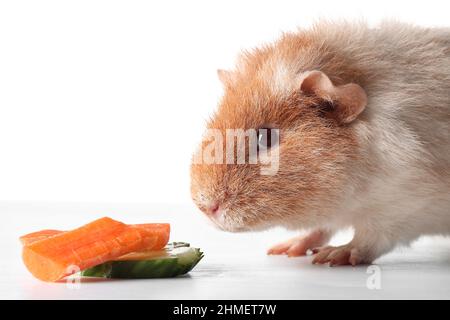 Simpatico maiale della Guinea con fette di cetriolo e carota su sfondo bianco Foto Stock