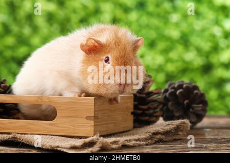 Simpatico maialino di Guinea in scatola con coni di abete sul tavolo all'aperto Foto Stock