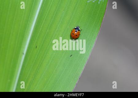 Ladybug rosso punteggiato su un fiore. Foto di alta qualità. Messa a fuoco selettiva Foto Stock