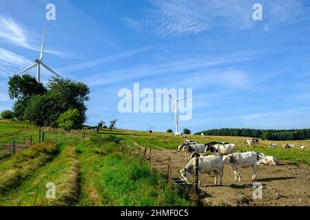 Wind farm in mezzo ai campi vicino ad una fattoria di mucca rete elettrica con turbina eolica Parc eolien au milieu des champs dans les campagnes Wallo Foto Stock