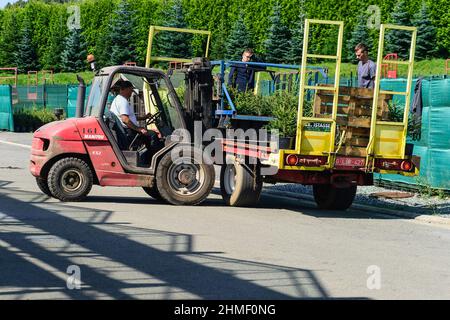 Nel mese di settembre, il pino Nordmann della società Green Cap vengono trasferiti dalla grande casa verde alla piantagione di pini dove vengono piantati. Il n Foto Stock