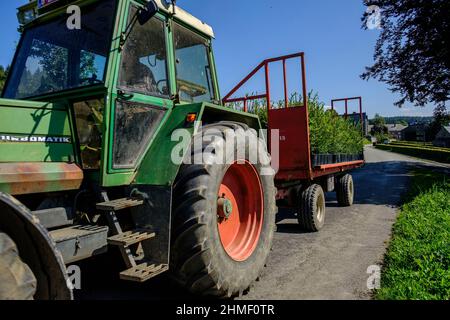 Nel mese di settembre, il pino Nordmann della società Green Cap vengono trasferiti dalla grande casa verde alla piantagione di pini dove vengono piantati. Il n Foto Stock