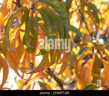 La luce del sole splende attraverso le foglie di pesca d'oro autunnale sull'albero Foto Stock