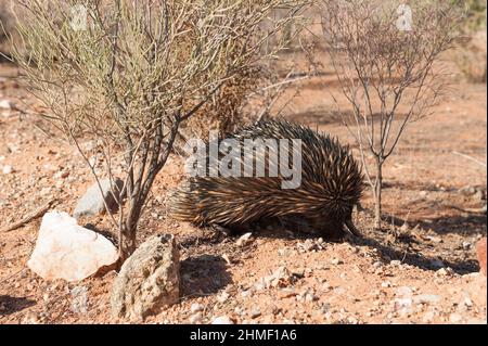 Le echidnas, talvolta conosciute come anteprime spinose, sono monotrema coperto di quill trovato in Australia e Nuova Guinea Foto Stock