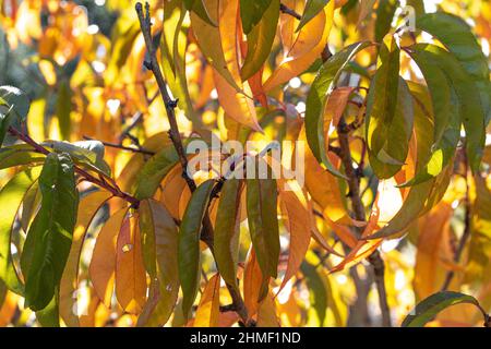 La luce del sole splende attraverso le foglie di pesca d'oro autunnale sull'albero Foto Stock