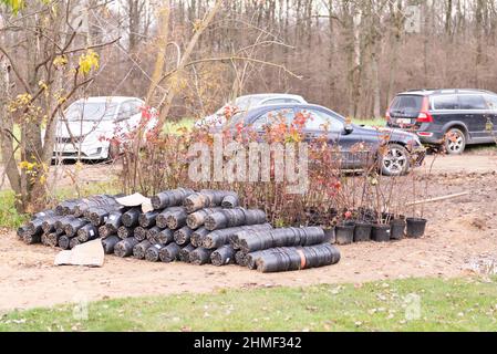 Piantine della pianta bolla-portante in pentole prima di piantare. Preparazione del paesaggio in città. Autunno piantando. Foto Stock