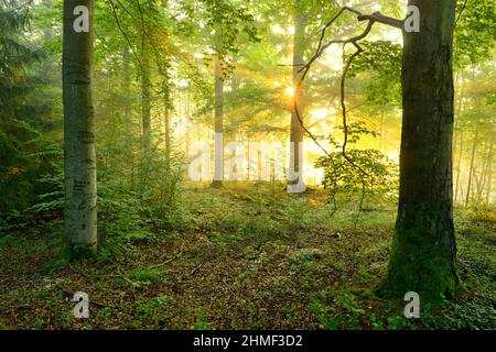 Foresta decidua inondata di luce nella calda luce del sole del mattino, il sole splende attraverso la nebbia, il faggio e l'acero, le montagne di ardesia della Turingia, vicino a Bad Foto Stock