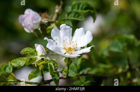 Fiore bianco, rosa rugosa (rosa rugosa) in fiore, Isola Juista, Mare del Nord, Frisia orientale, bassa Sassonia, Germania Foto Stock