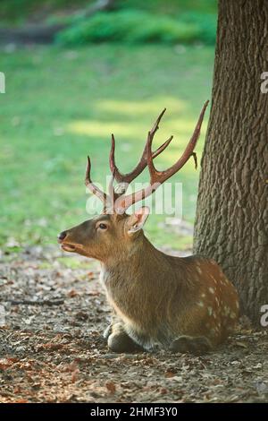 Sika cervo (Cervus nippon) maschio, menzogna, Baviera, Germania Foto Stock