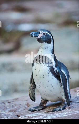Humboldt pinguino (Spheniscus humboldti) in piedi su una roccia, prigioniero, Germania Foto Stock