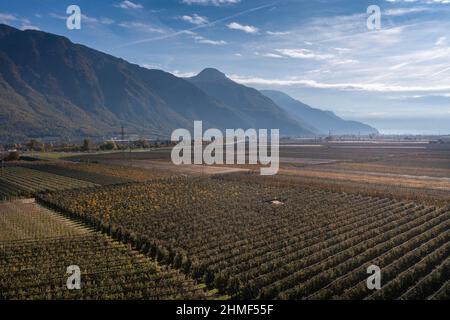 Frutteti di mele nei pressi di Lana, fuchi, Etschtal, Burggrafenamt, Alto Adige, Italia Foto Stock