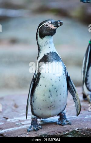 Humboldt pinguino (Spheniscus humboldti) in piedi su una roccia, prigioniero, Germania Foto Stock