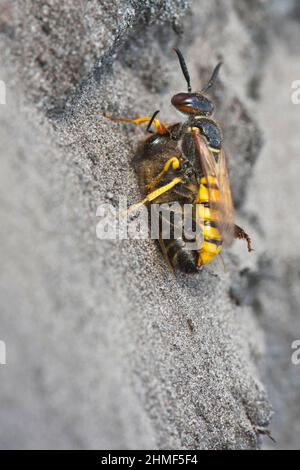 Lupo europeo (Philanthus triangulum) con ape catturata, Emsland, bassa Sassonia, Germania Foto Stock