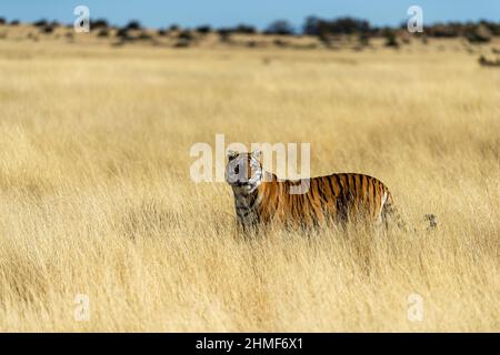 Tigre bengala (Panthera tigris tigris) in piedi nelle praterie, Tiger Canyon Farm, Philippolis, Sudafrica Foto Stock