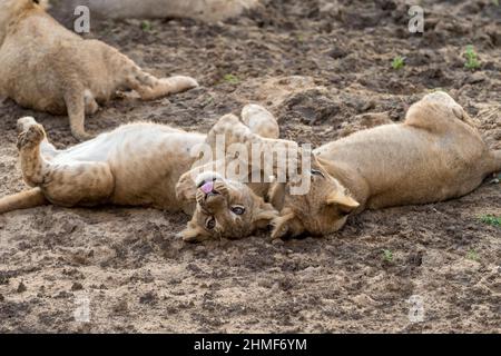 Leoni giovani leoni (Panthera leo) che giocano tra loro, Parco Nazionale di Luangwa Sud, Zambia Foto Stock