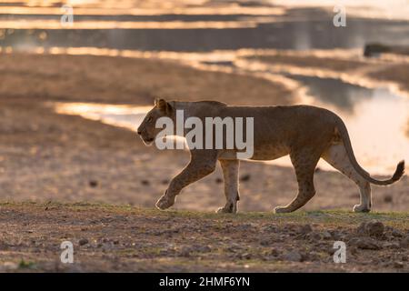 Leone (Panthera leo) Lioness camminando lungo il fiume, Parco Nazionale di Luangwa Sud, Zambia Foto Stock