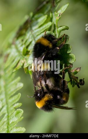 Accoppiamento maschio e femmina Bumblebee a coda bianca (Bombus luorum) Foto Stock