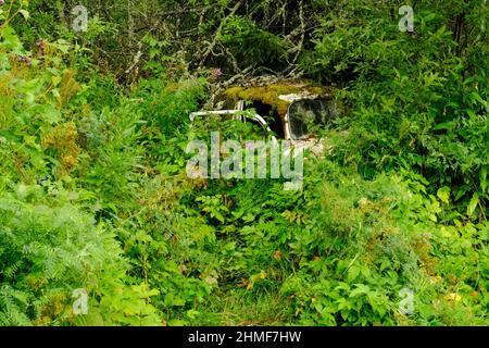 Rottame auto cresciuto da foresta, Bastnaes auto cimitero, Vaermland, Svezia Foto Stock